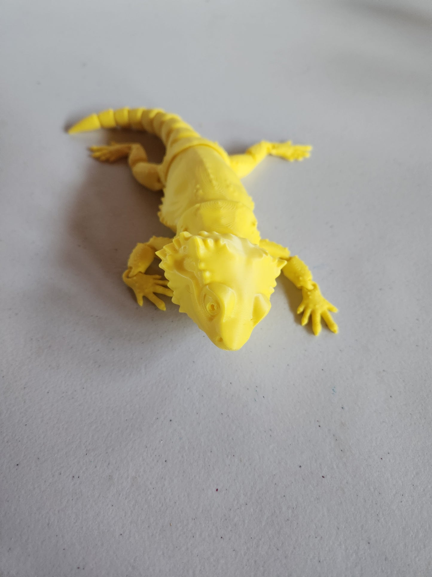 Bearded Dragon