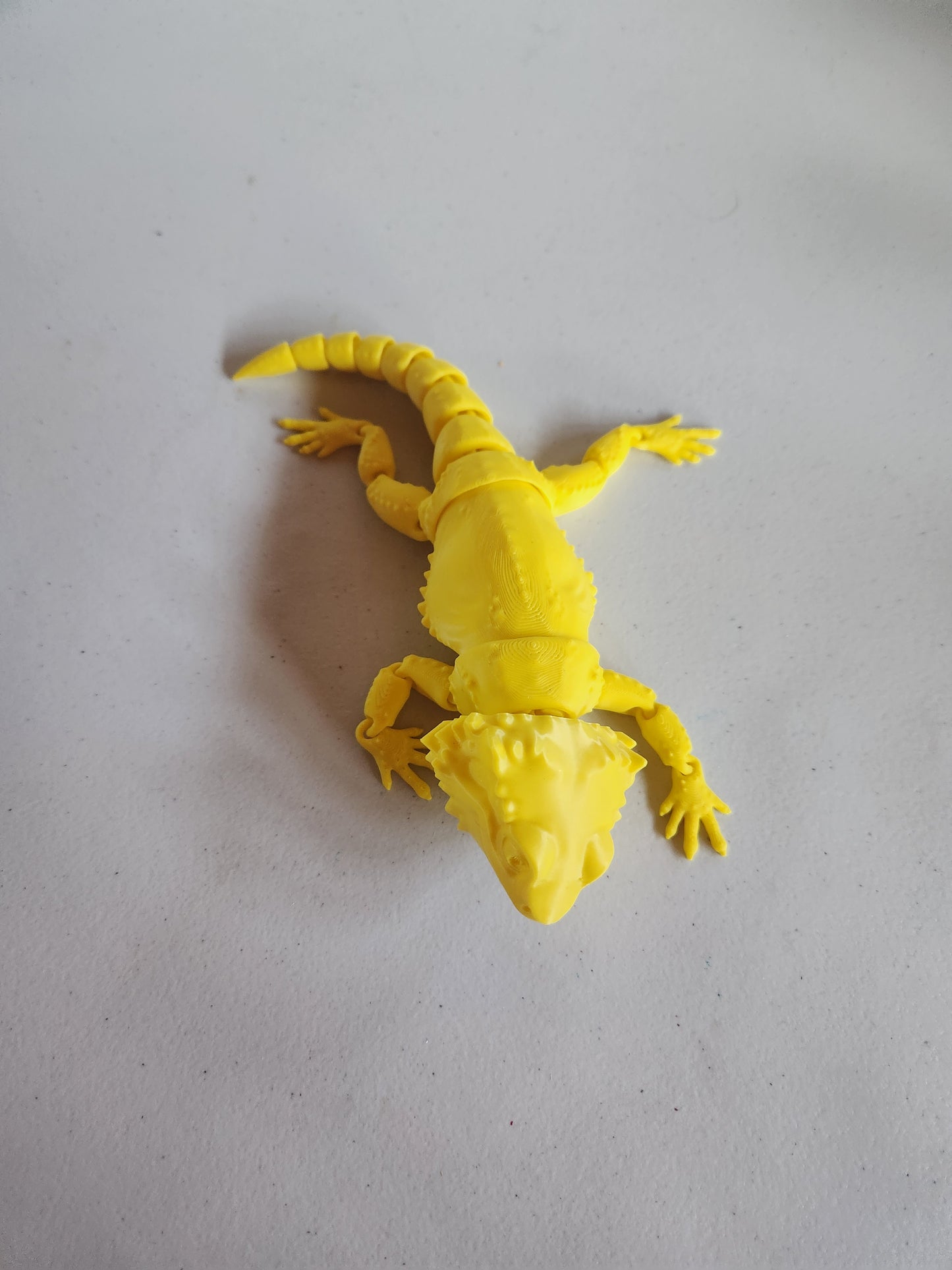 Bearded Dragon