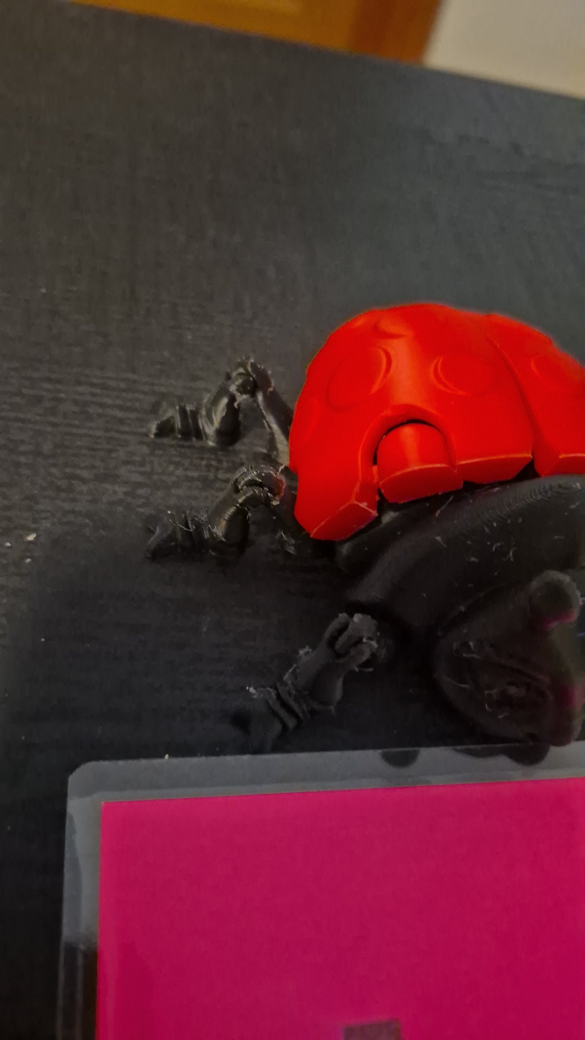 Lady bug